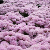 Армерія Lelekovice р9