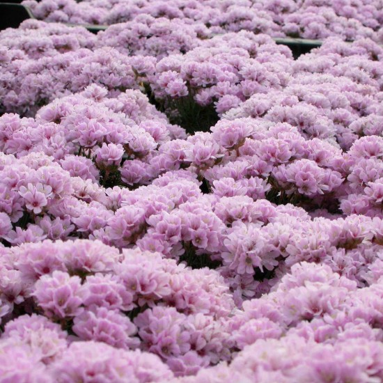 Армерія Lelekovice р9