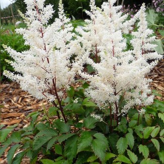 Астільба Astary White р9