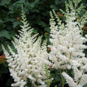 Астільба Astary White р9