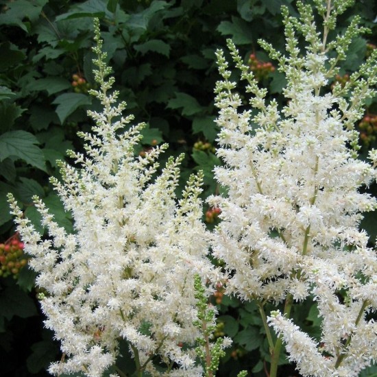 Астільба Astary White р9