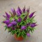 Будлея Little Purple р9