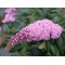 Будлея Little Pink р9