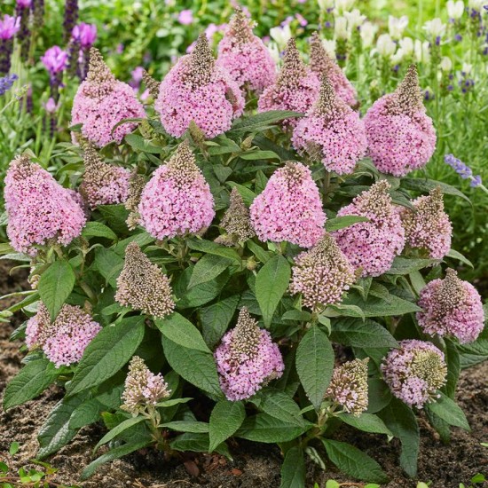 Будлея Little Rockstars Pink р9