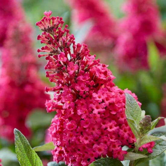 Будлея Little Rockstars Red р9