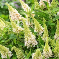 Будлея Little Whitе р9