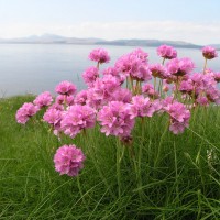 Армерія Suendermannii р9