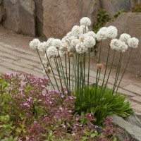 Армерія приморська Alba р9