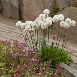 Армерія приморська Alba р9