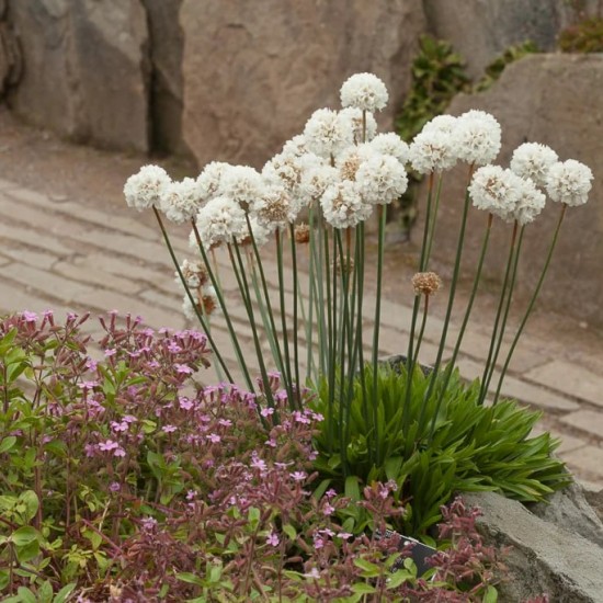 Армерія приморська Alba р9