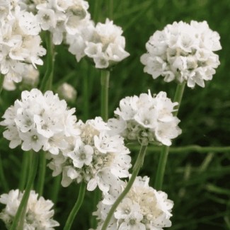 Армерія приморська Alba р9