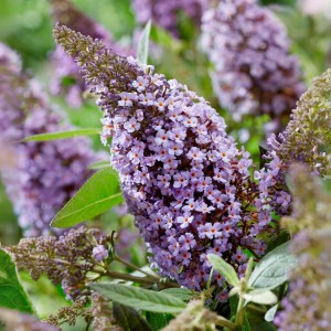 Будлея Little Lila р9