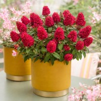 Будлея Little Rockstars Red р9