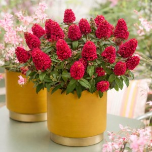 Будлея Little Rockstars Red р9