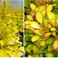 Барбарис Марія 1.5 л