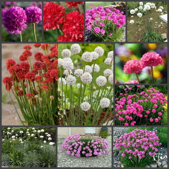 Армерія мікс р9