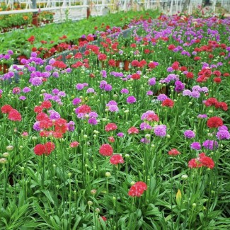 Армерія мікс р9