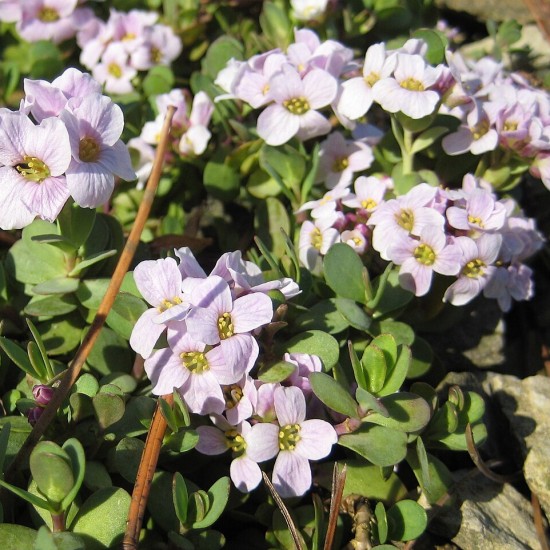 Етіонема rotundifolium p9