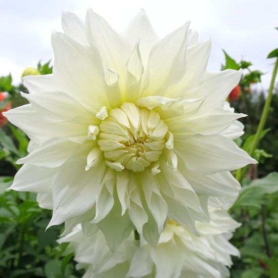 Жоржина Danila Maхі Lopez White р9 Жоржина Danila Maхі Lopez White р9
