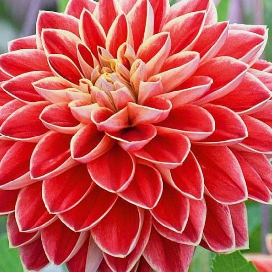 Жоржина Danila Maхі Cancun р9