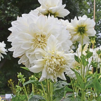 Жоржина Danila Maхі Lopez White р9