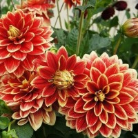 Жоржина Danila Maхі Cancun р9