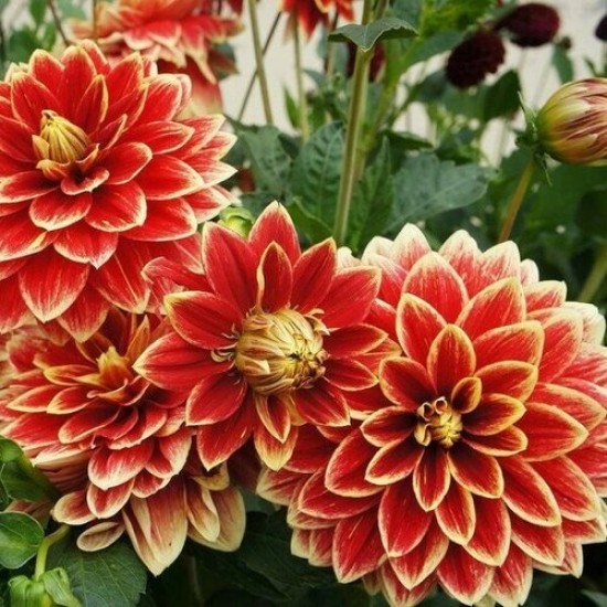 Жоржина Danila Maхі Cancun р9