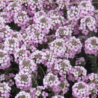 Етіонема rotundifolium p9