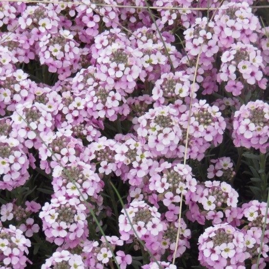 Етіонема rotundifolium p9