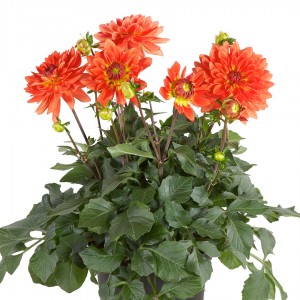 Жоржина Danila Maxi Florensis Sonora р9 Жоржина Danila Maxi Florensis Sonora р9