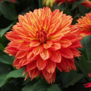 Жоржина Danila Maxi Merida р9