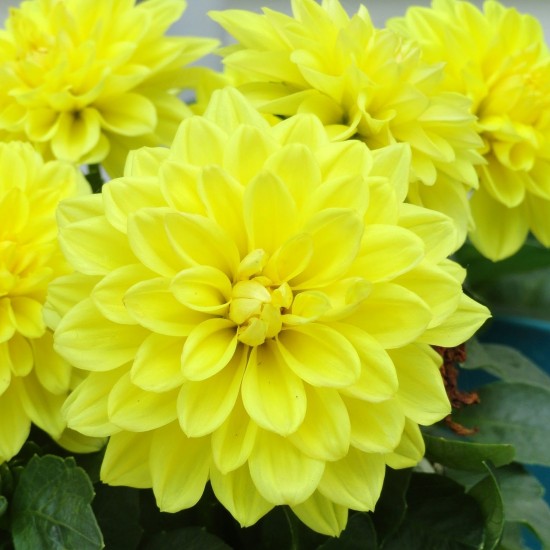 Жоржина Danila Maxi Yellow р9 Жоржина Danila Maxi Yellow р9