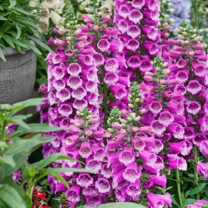Дигіталіс purpurea Dalmation р9