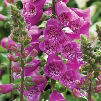 Дигіталіс purpurea Dalmation р9