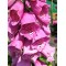 Дигіталіс purpurea Dalmation р9