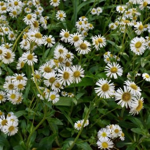 Дрібнопелюстник гірський білий (Erigeron scopulinus) р9