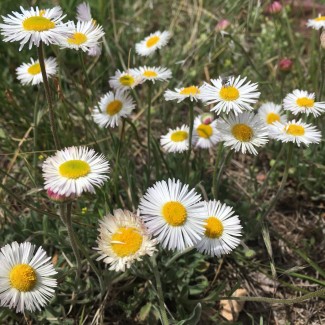 Дрібнопелюстник гірський білий (Erigeron scopulinus) р9