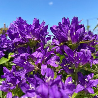 Дзвоник Bellefleur Violet p9