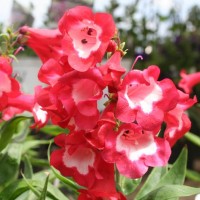 Пенстемон Polaris Red р9