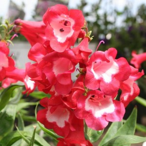 Пенстемон Polaris Red р9