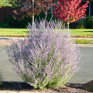 Перовскія Bluesette 1.5 л