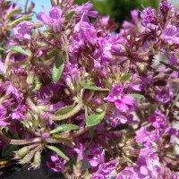 Чебрець Montana р9