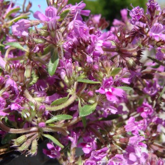 Чебрець Montana р9