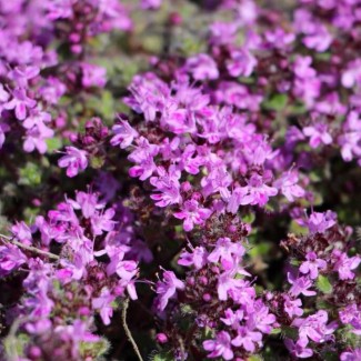 Чебрець pseudolanuginosus р9