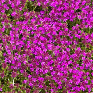 Чебрець Purple Beauty р9