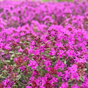 Чебрець Purple Beauty 1.5 л