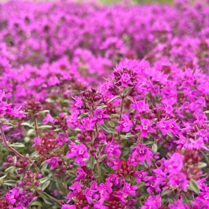 Чебрець Purple Beauty р9