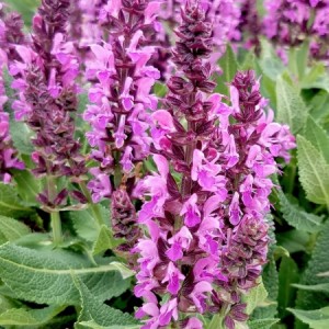 Шавлія Caradonna Compact Rose р9