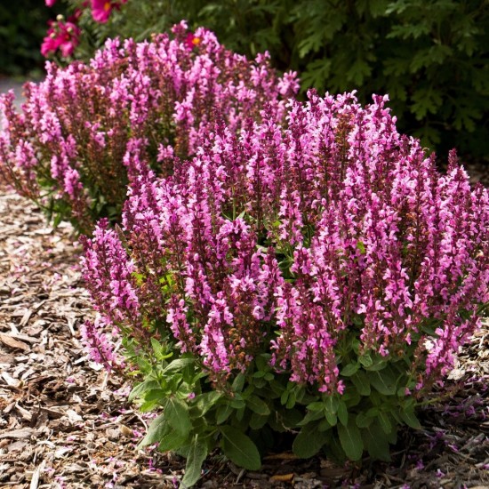 Шавлія Caradonna Compact Rose р9