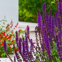 Шавлія Caradonna р9